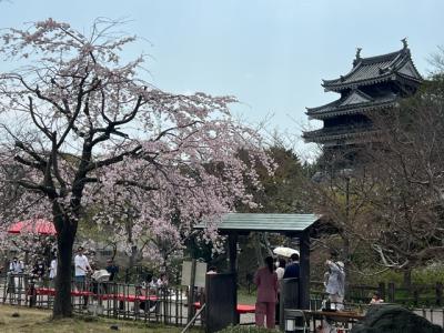 歴史公園桜