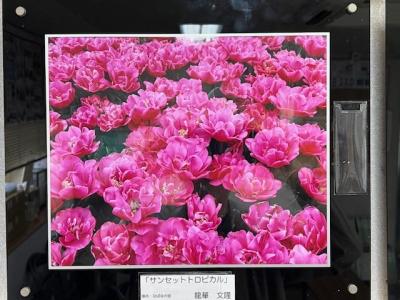 龍華文隆
