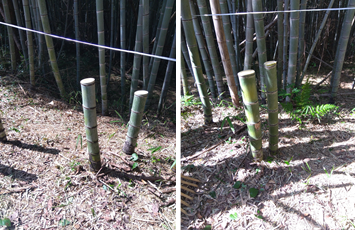 竹の1m切り